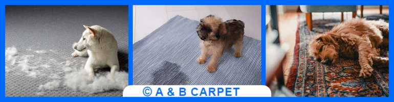 Pet Stain and Odor Removal Image One