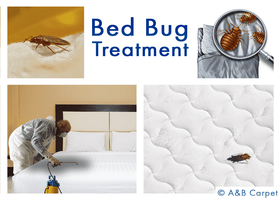 Bed Bug Treatment - Beverly Square West 11226